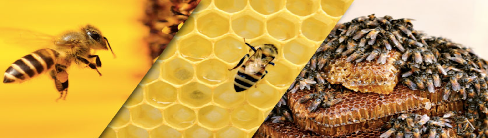 abeille.png