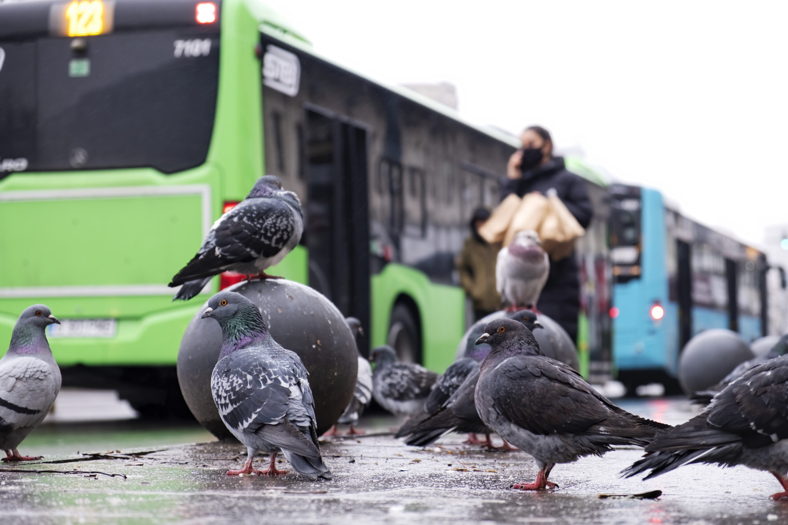 Entreprise de dépigeonnage à Tours