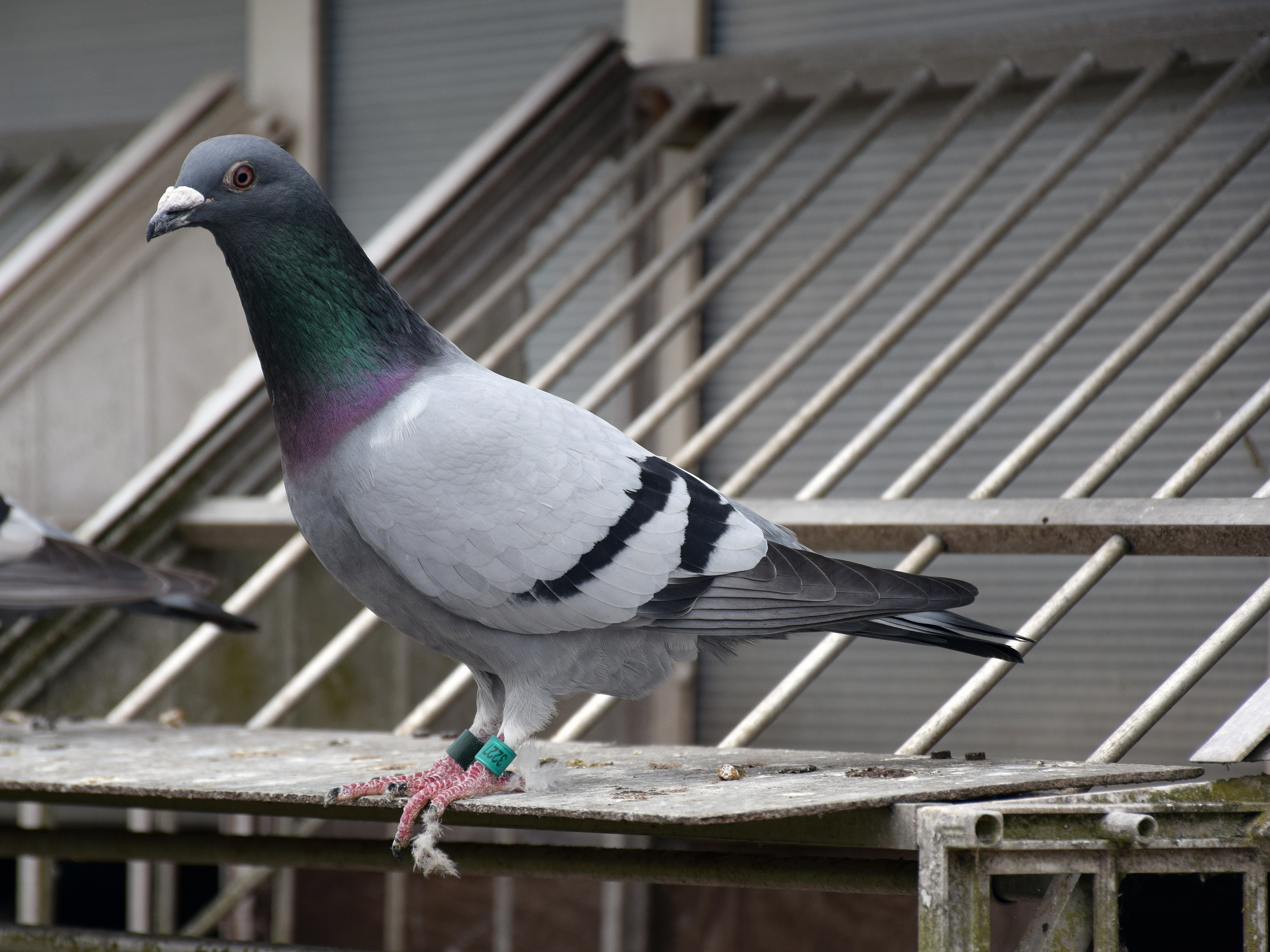 Piégeage infestation de pigeon